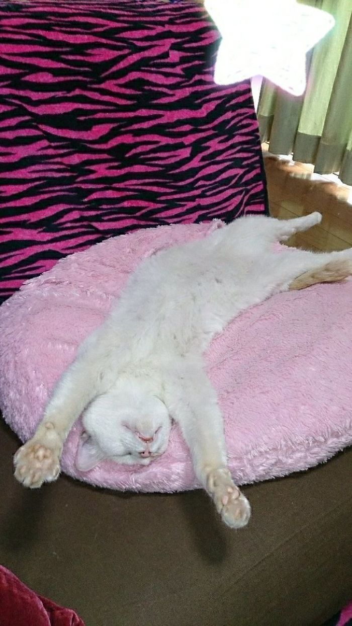 Twitter Users Have Started A New Trend- Take Pictures Of Your Cats Stretched