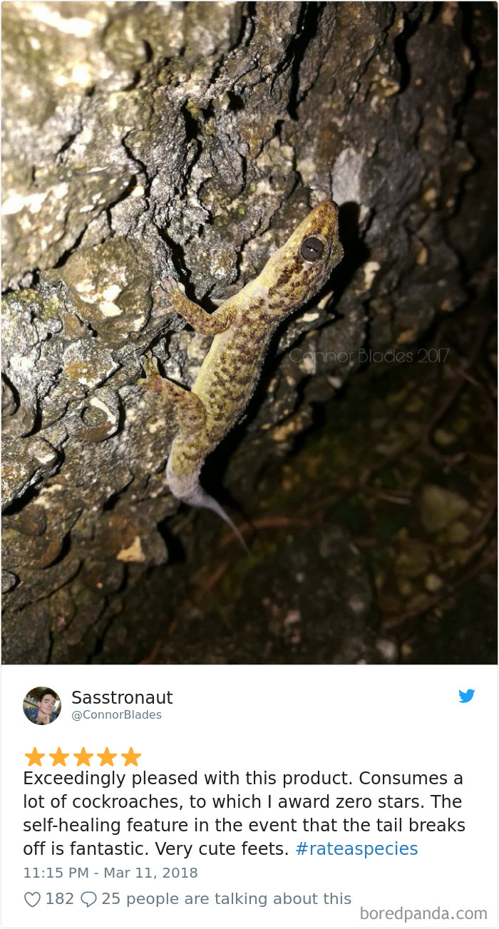 Amazon Animal Review