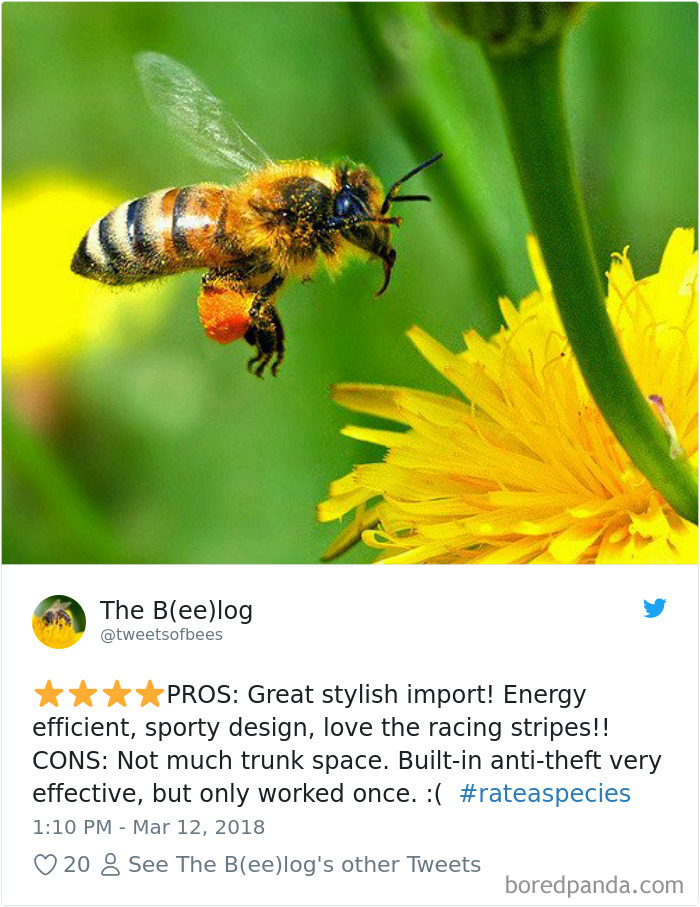 Amazon Animal Review