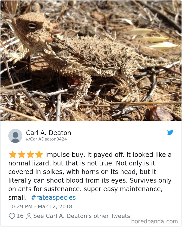 Amazon Animal Review