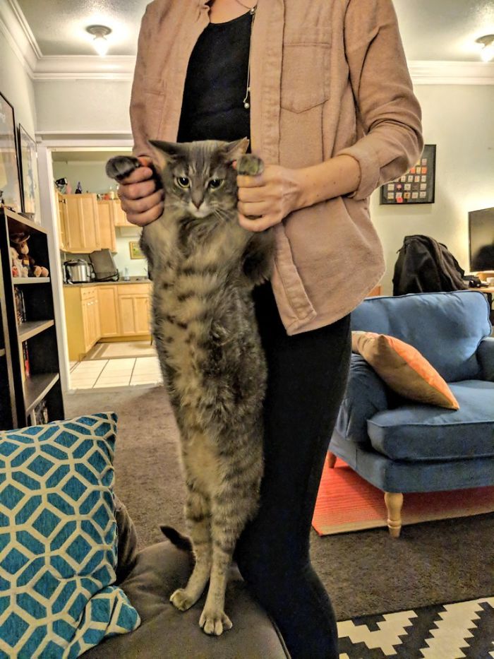 Twitter Users Have Started A New Trend- Take Pictures Of Your Cats Stretched