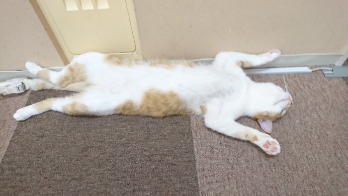 Twitter Users Have Started A New Trend- Take Pictures Of Your Cats Stretched