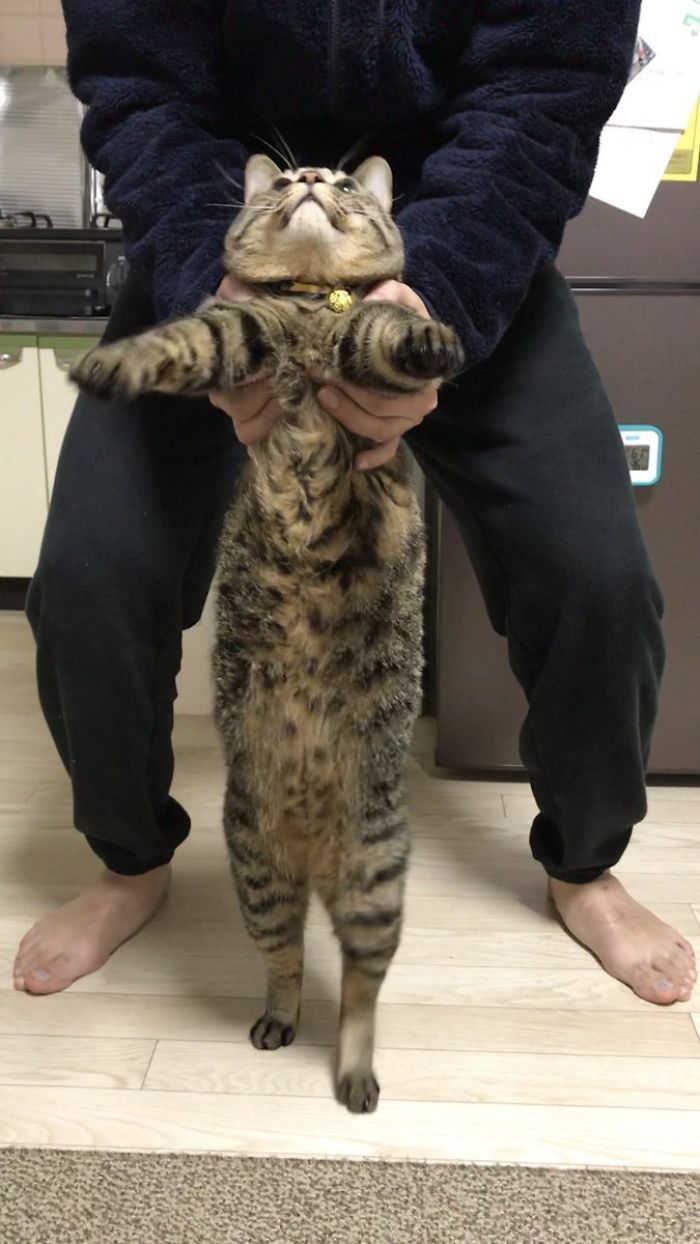 Twitter Users Have Started A New Trend- Take Pictures Of Your Cats Stretched