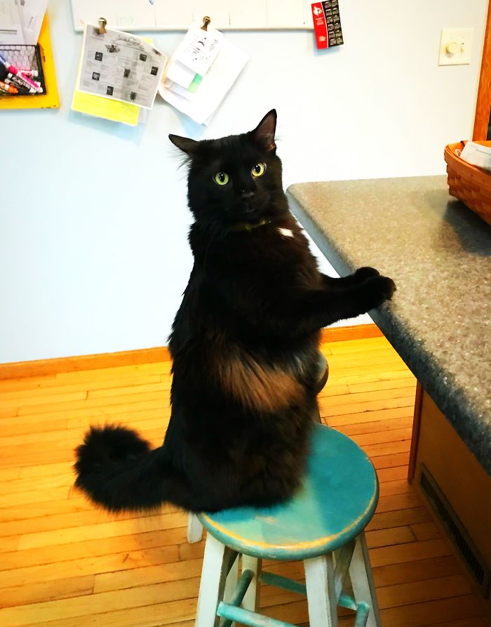 This Is Panther. Every Day After Work He Joins Me At The Counter For A Daily Recap, “She Did What”!?