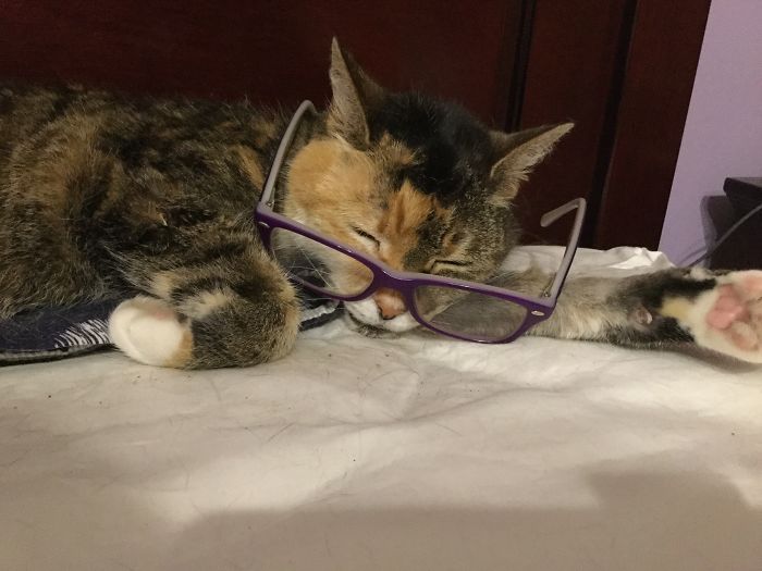 So My Cat Dijon Is Obsessed With The Smell Of Plastic....