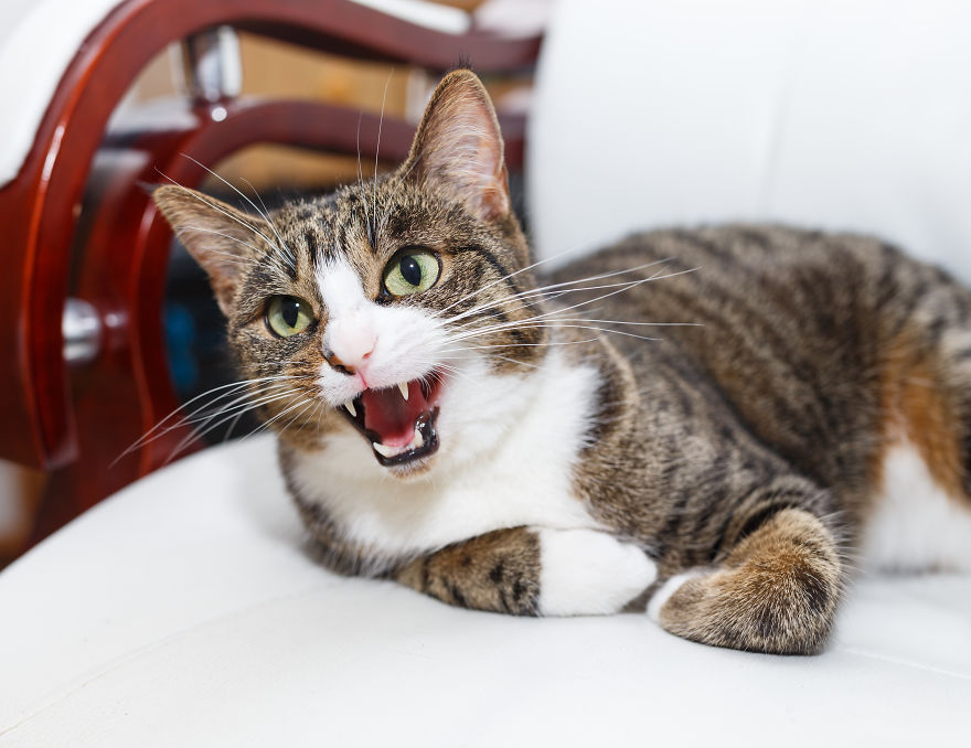 My Favourite Photos With Bobo And Nikita Cats Which I Took In Last Two Years