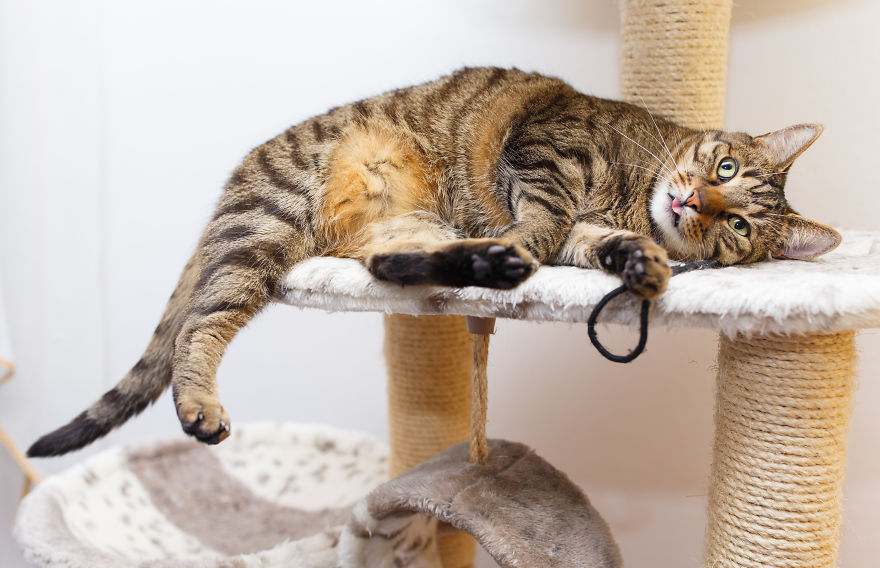 My Favourite Photos With Bobo And Nikita Cats Which I Took In Last Two Years