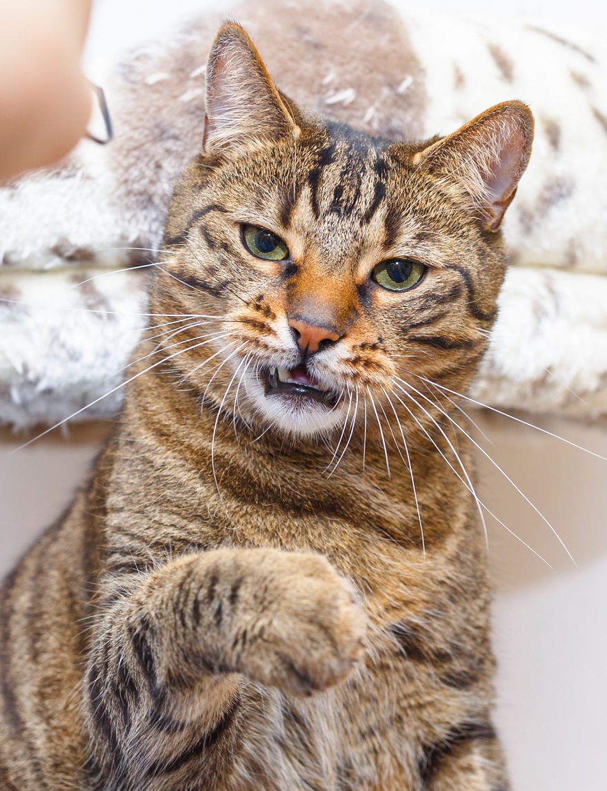 My Favourite Photos With Bobo And Nikita Cats Which I Took In Last Two Years