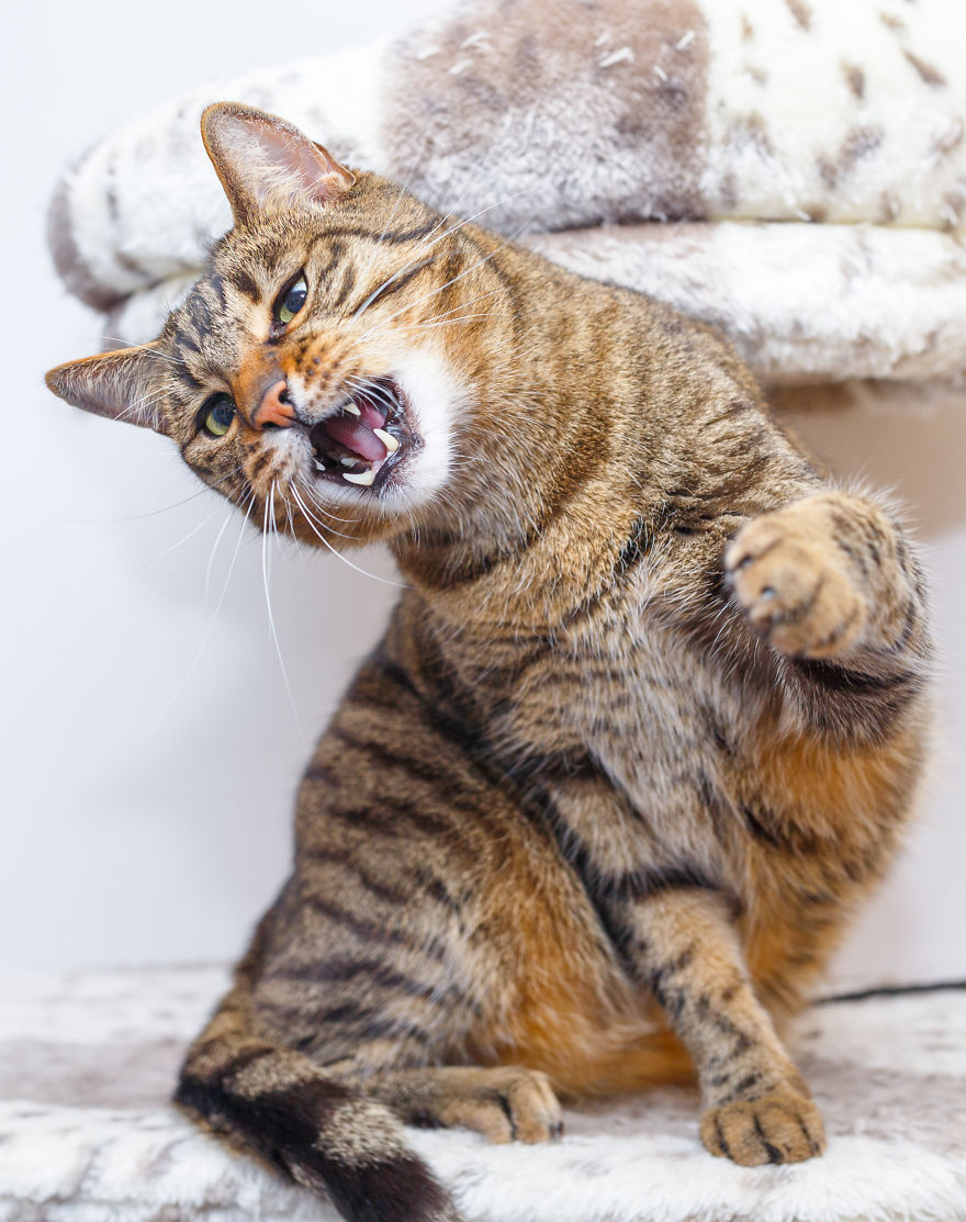 My Favourite Photos With Bobo And Nikita Cats Which I Took In Last Two Years