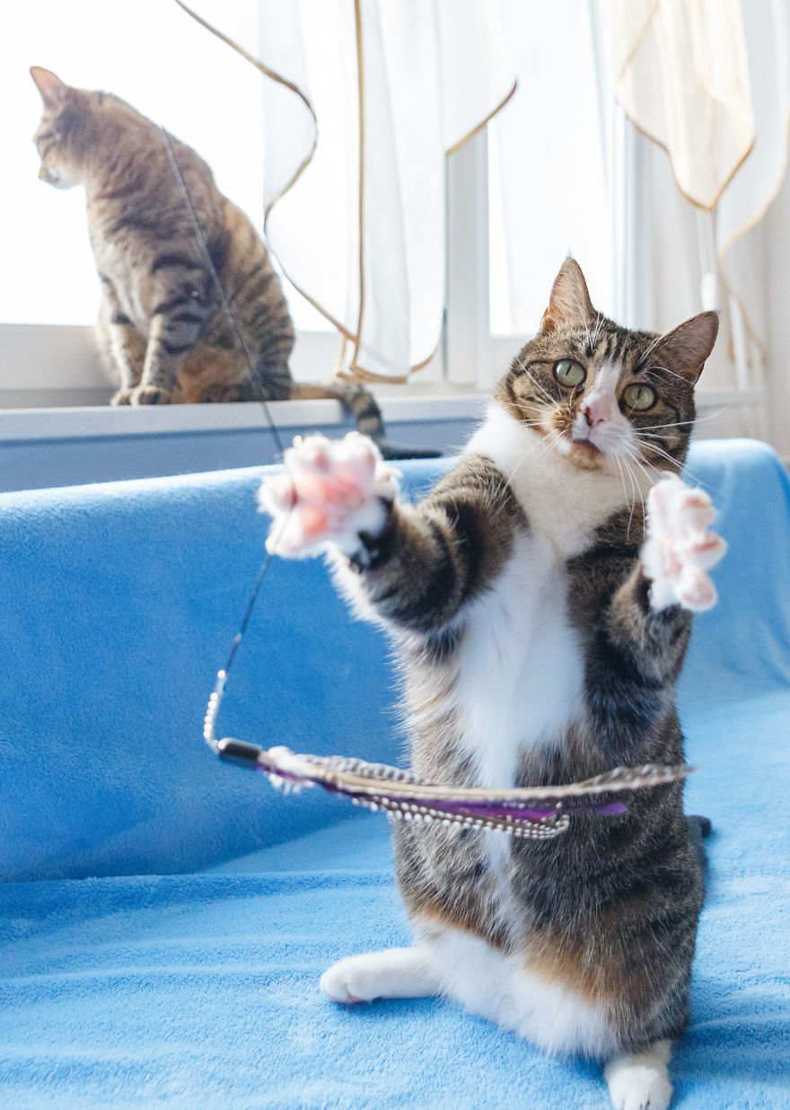 My Favourite Photos With Bobo And Nikita Cats Which I Took In Last Two Years