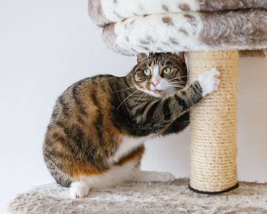 My Favourite Photos With Bobo And Nikita Cats Which I Took In Last Two Years