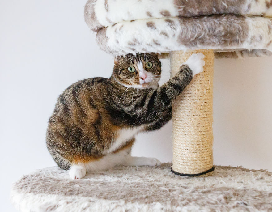 My Favourite Photos With Bobo And Nikita Cats Which I Took In Last Two Years