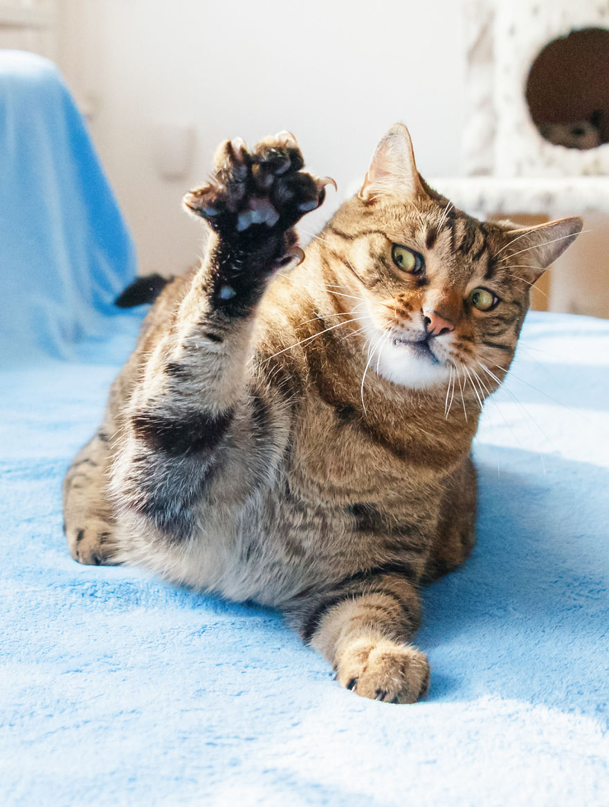 My Favourite Photos With Bobo And Nikita Cats Which I Took In Last Two Years