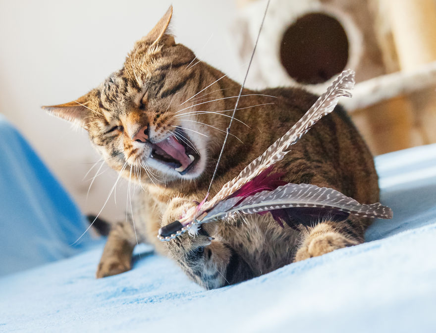 My Favourite Photos With Bobo And Nikita Cats Which I Took In Last Two Years