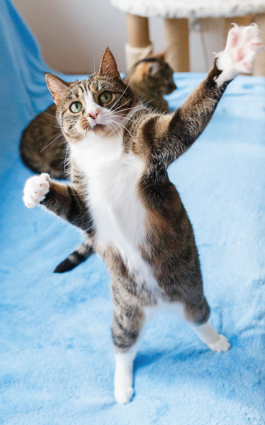 My Favourite Photos With Bobo And Nikita Cats Which I Took In Last Two Years