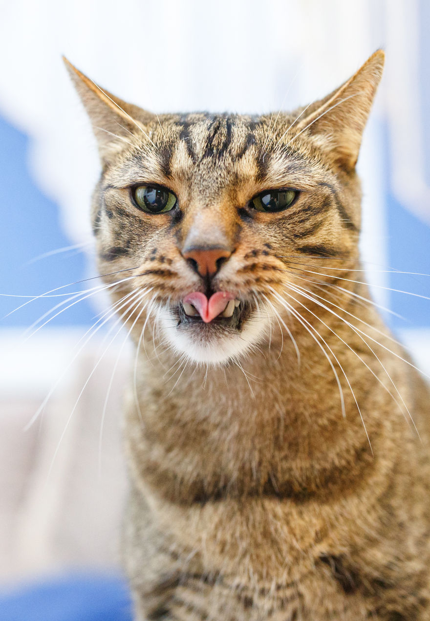 My Favourite Photos With Bobo And Nikita Cats Which I Took In Last Two Years