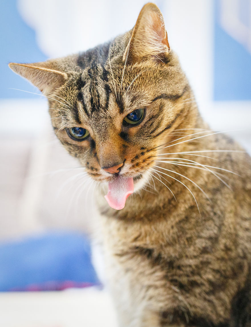 My Favourite Photos With Bobo And Nikita Cats Which I Took In Last Two Years