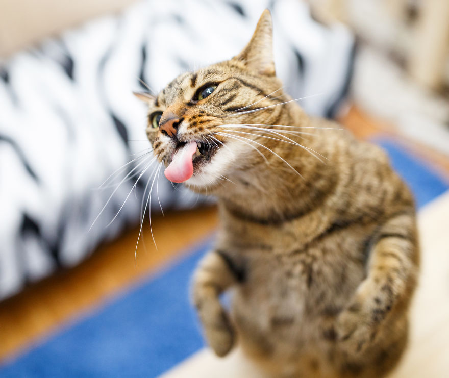 My Favourite Photos With Bobo And Nikita Cats Which I Took In Last Two Years