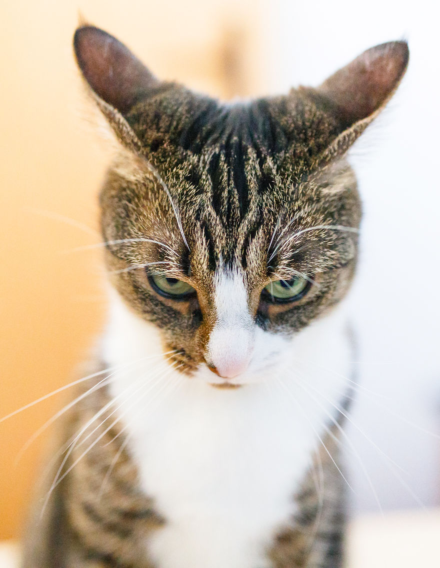 My Favourite Photos With Bobo And Nikita Cats Which I Took In Last Two Years