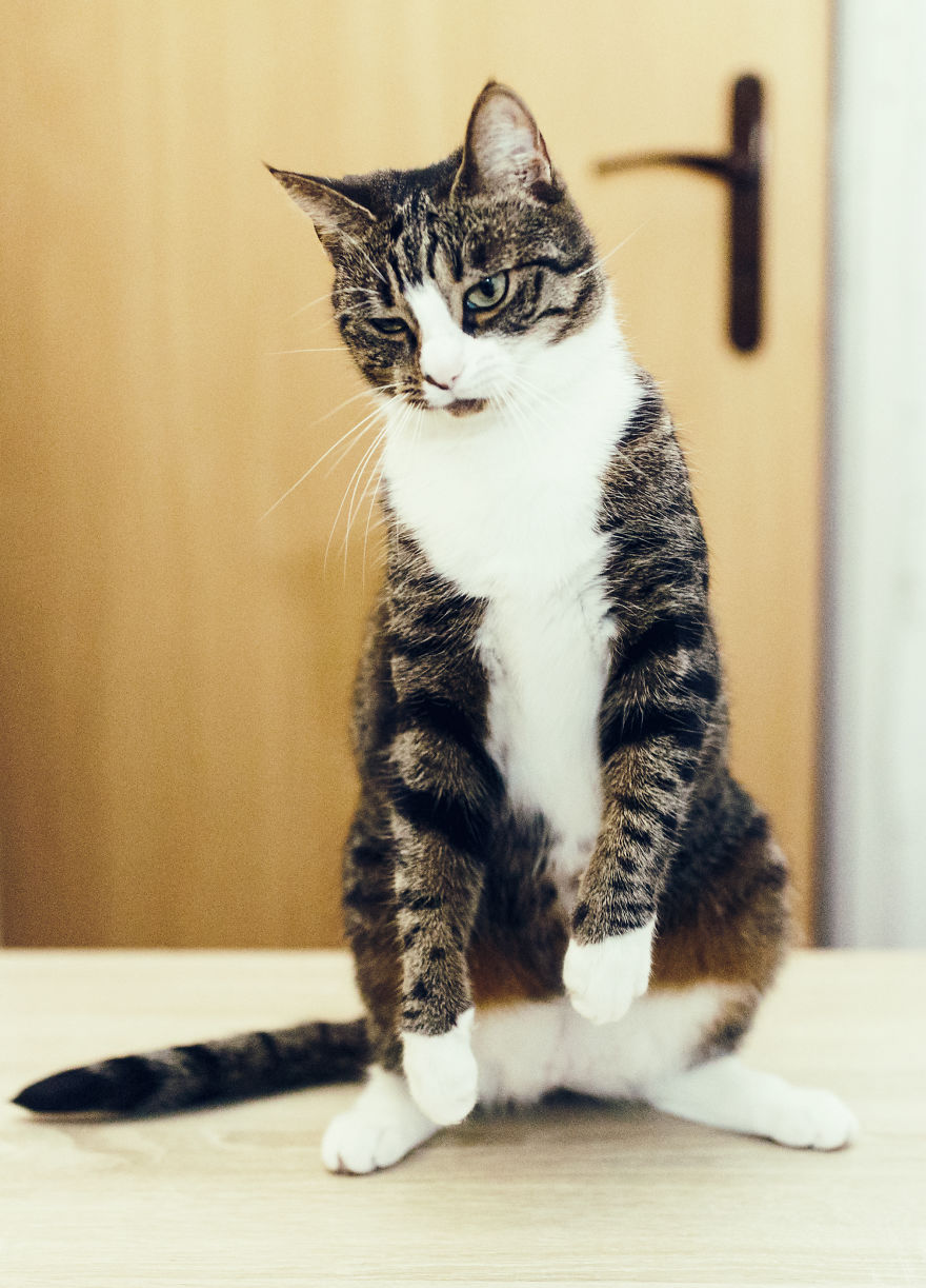 My Favourite Photos With Bobo And Nikita Cats Which I Took In Last Two Years