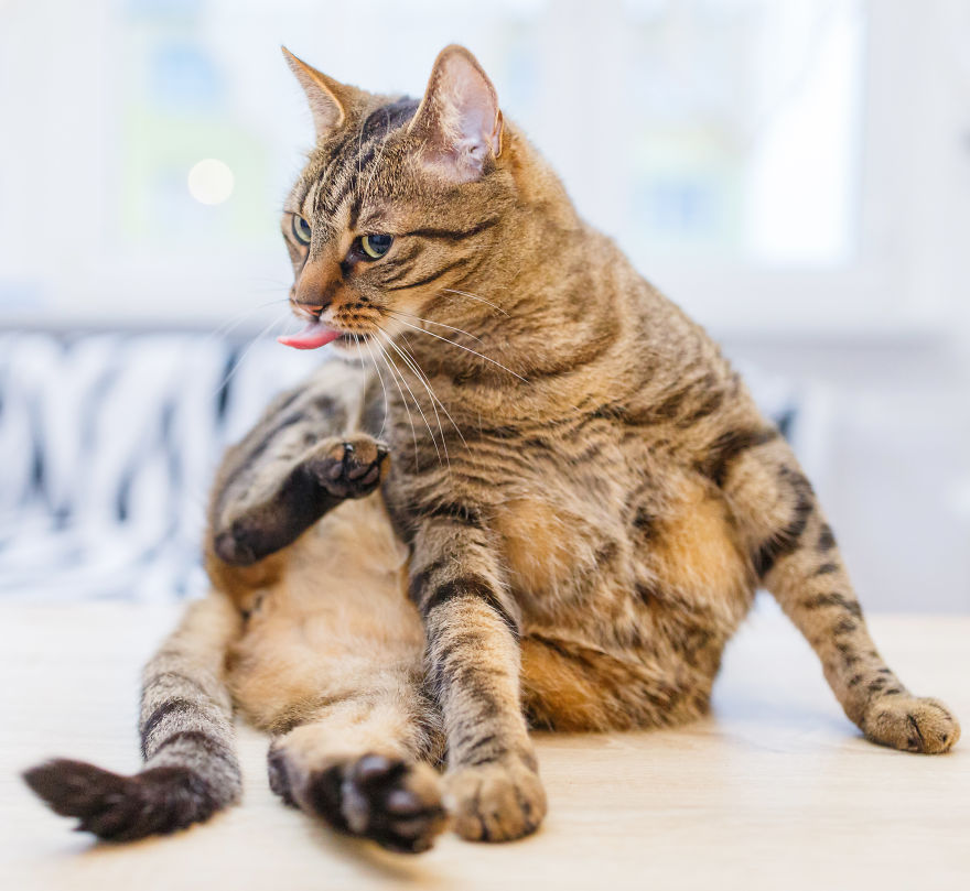 My Favourite Photos With Bobo And Nikita Cats Which I Took In Last Two Years