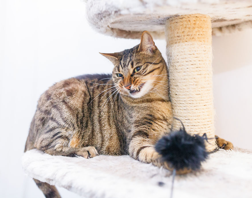 My Favourite Photos With Bobo And Nikita Cats Which I Took In Last Two Years