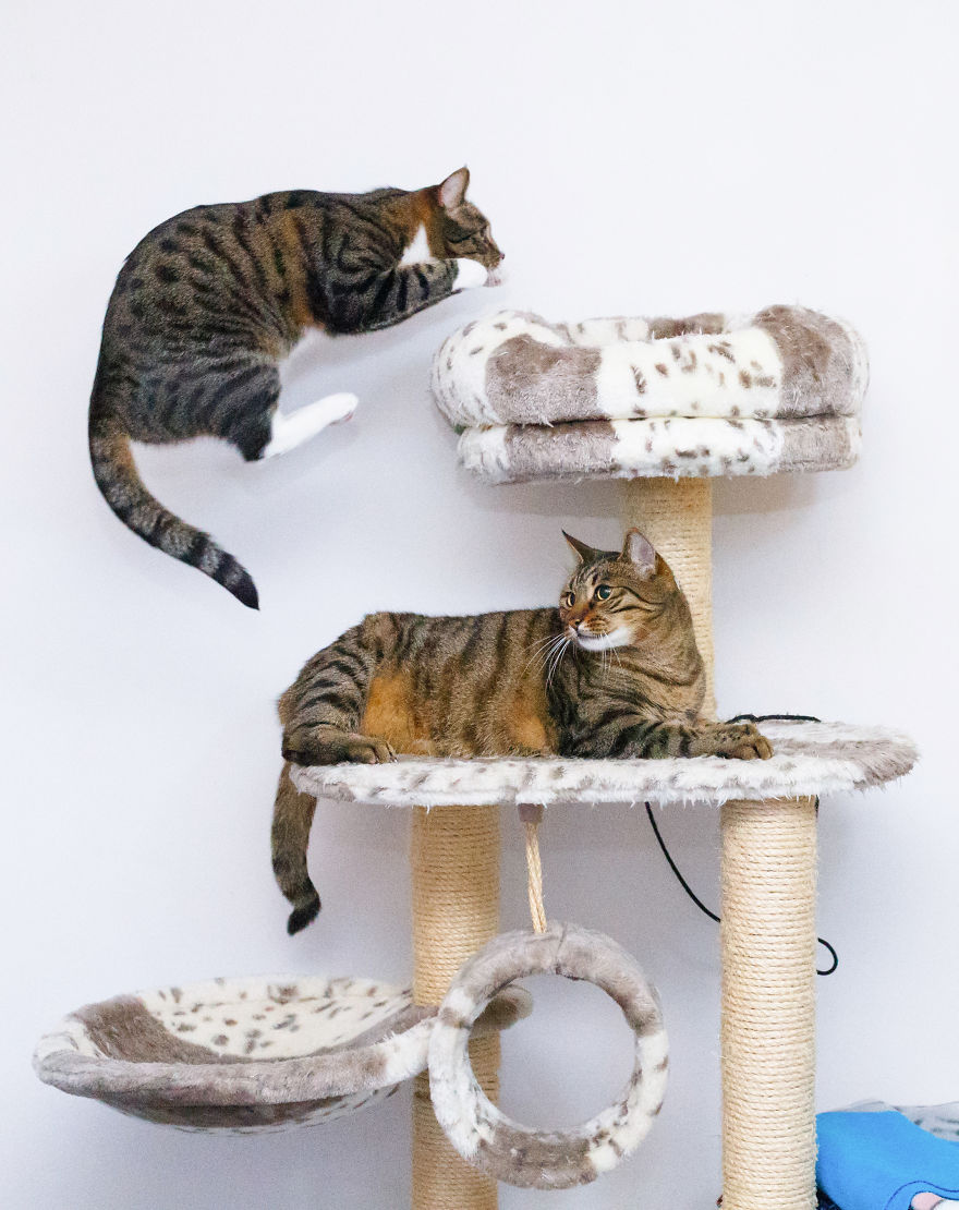 My Favourite Photos With Bobo And Nikita Cats Which I Took In Last Two Years