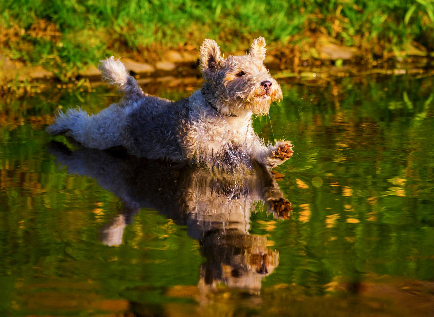Action Photos With Two Fox Terriers - Diving Dogs