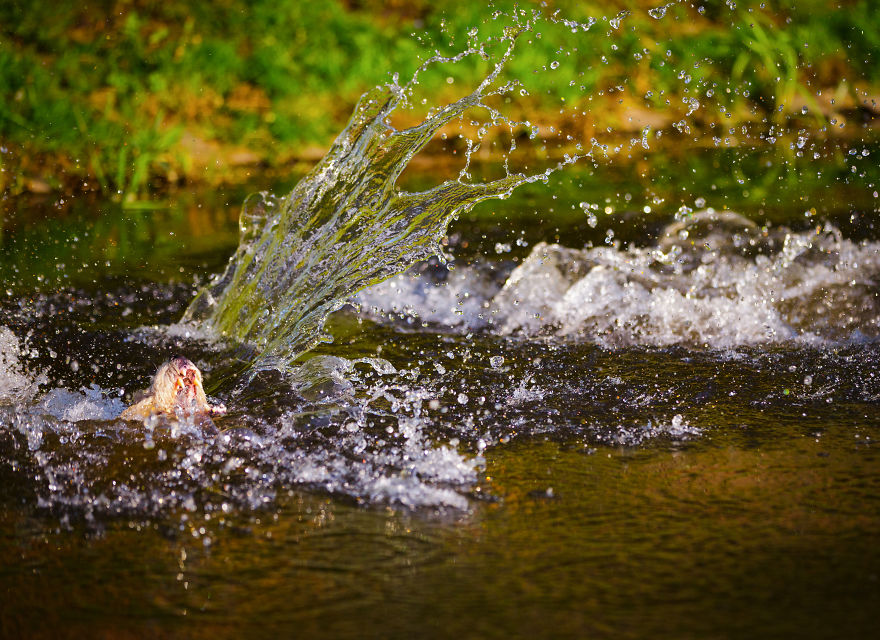 Action Photos With Two Fox Terriers - Diving Dogs
