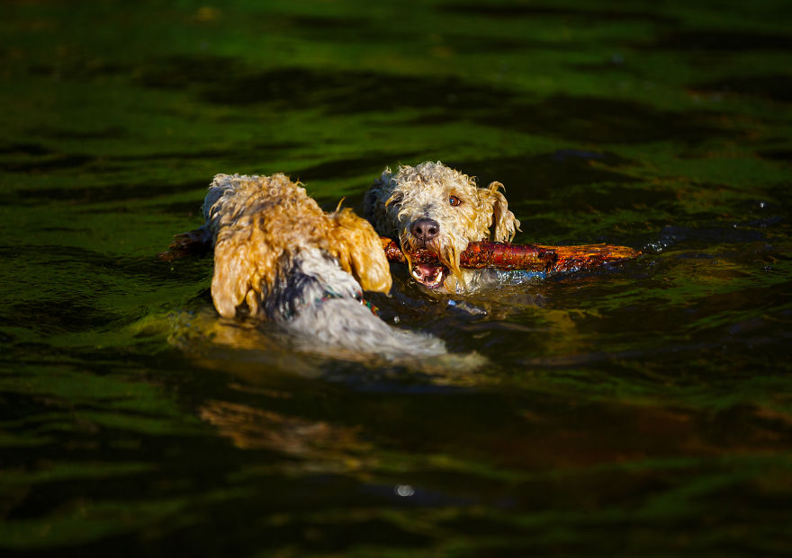 Action Photos With Two Fox Terriers - Diving Dogs