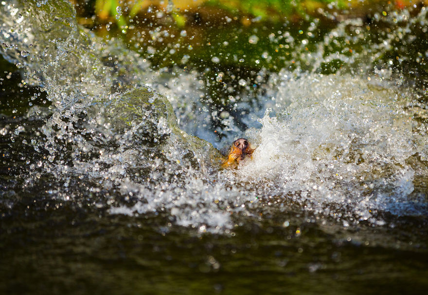 Action Photos With Two Fox Terriers - Diving Dogs