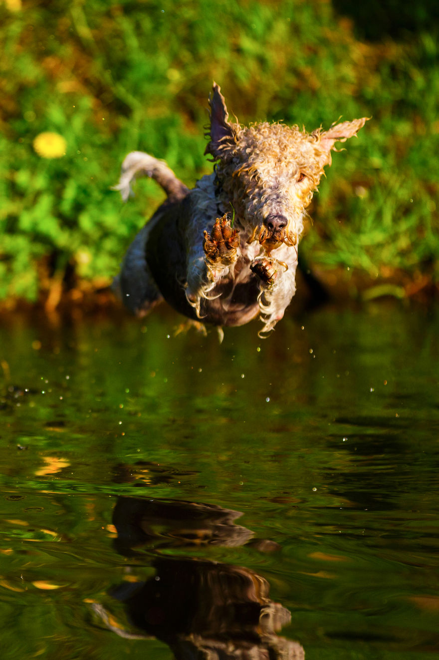 Action Photos With Two Fox Terriers - Diving Dogs