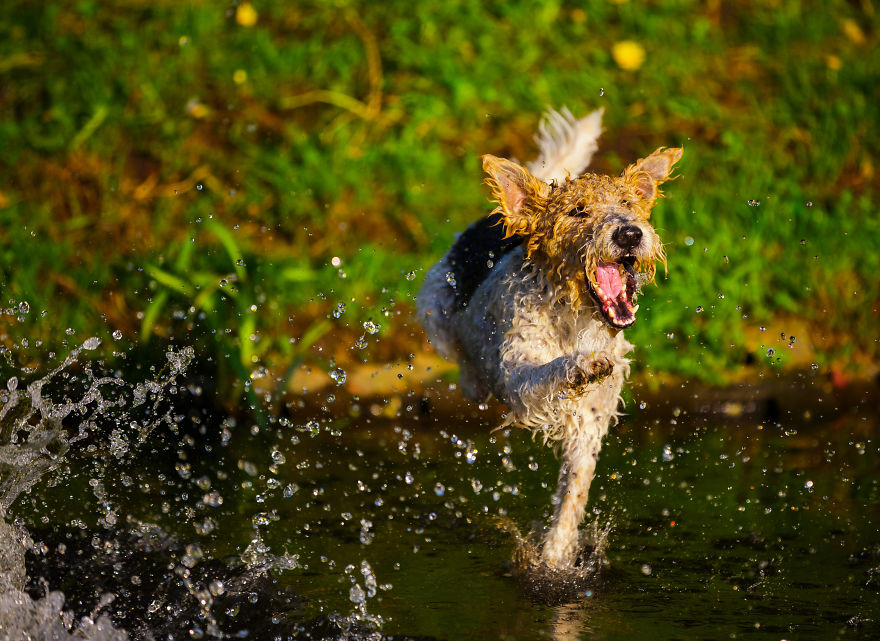 Action Photos With Two Fox Terriers - Diving Dogs