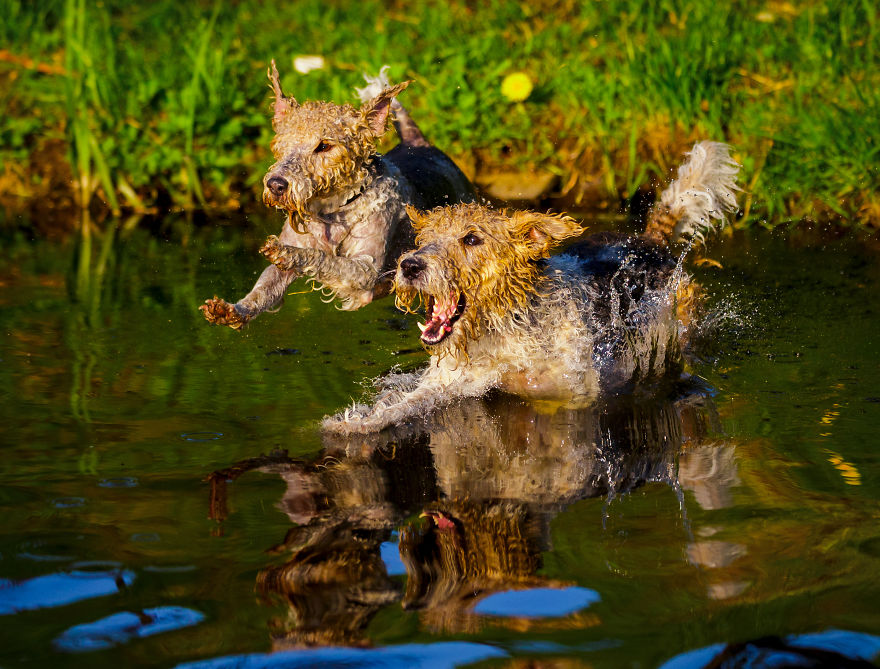 Action Photos With Two Fox Terriers - Diving Dogs