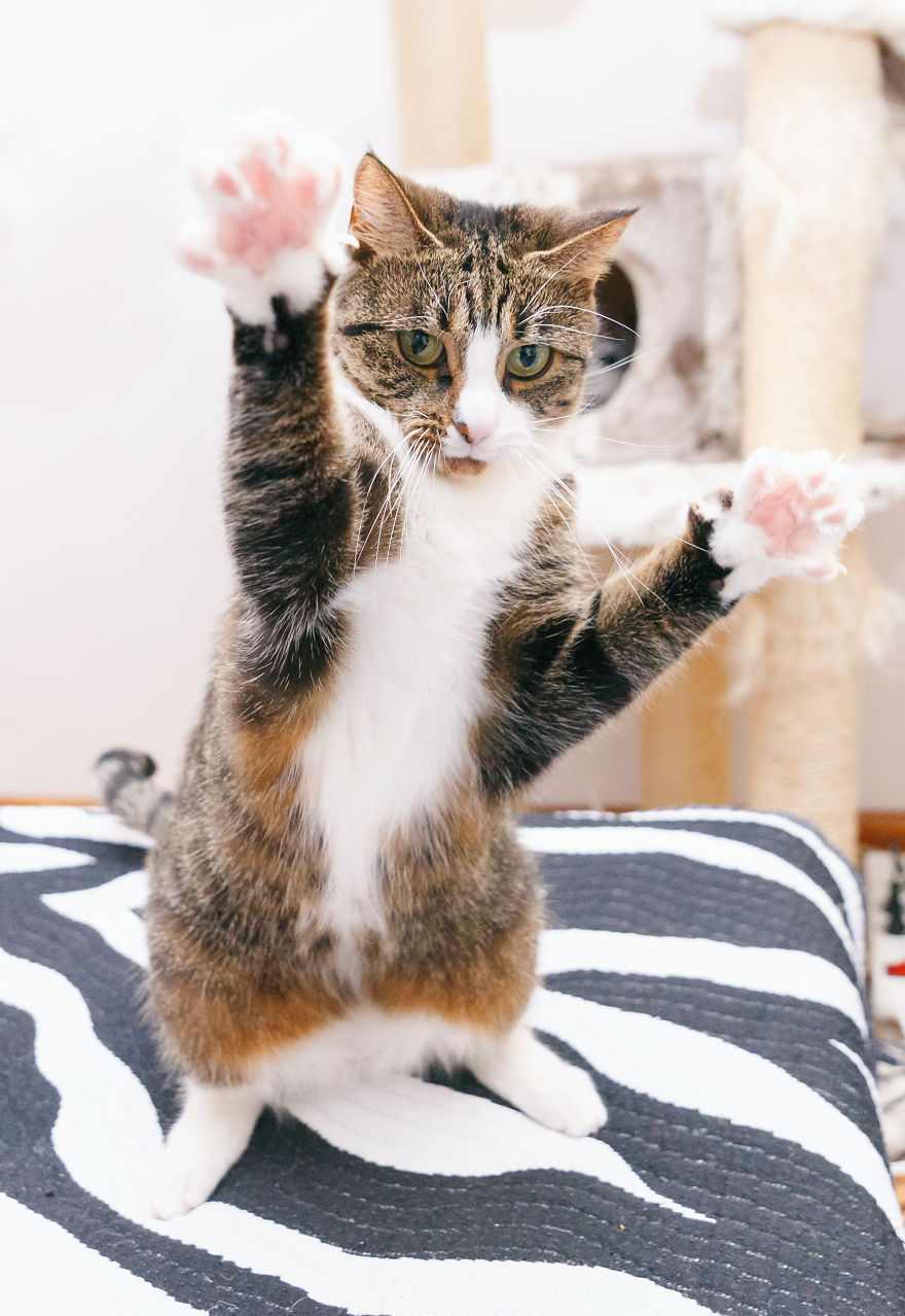 My Favourite Photos With Bobo And Nikita Cats Which I Took In Last Two Years