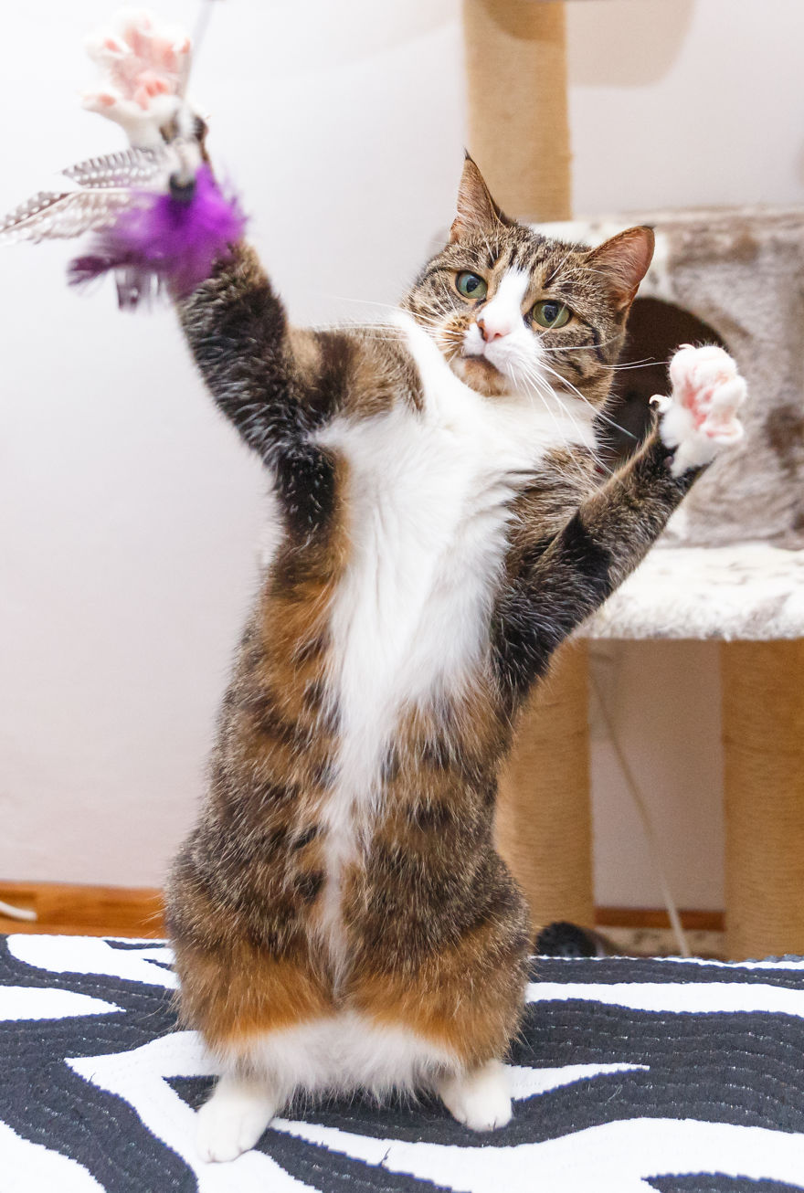 My Favourite Photos With Bobo And Nikita Cats Which I Took In Last Two Years