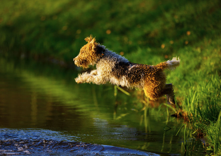 Action Photos With Two Fox Terriers - Diving Dogs