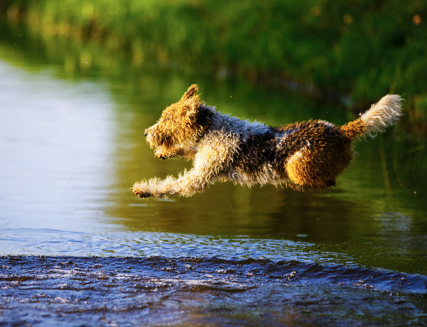 Action Photos With Two Fox Terriers - Diving Dogs