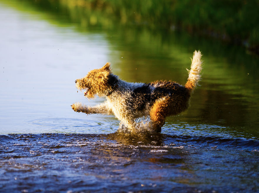 Action Photos With Two Fox Terriers - Diving Dogs