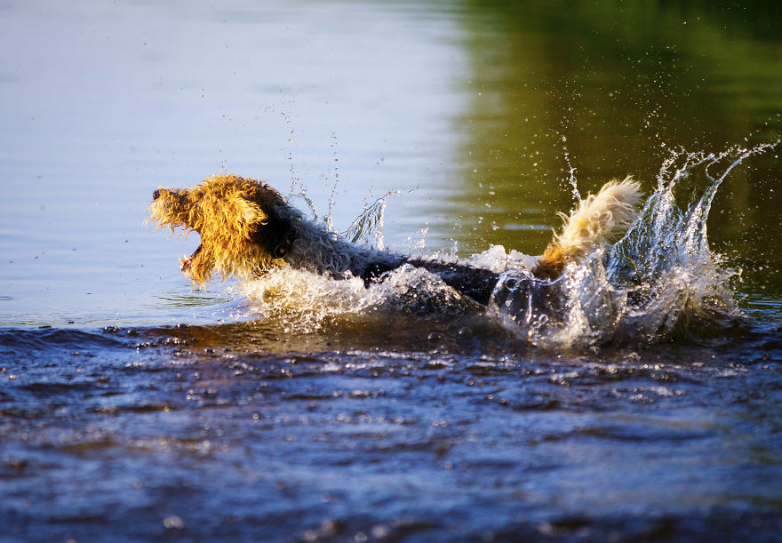 Action Photos With Two Fox Terriers - Diving Dogs