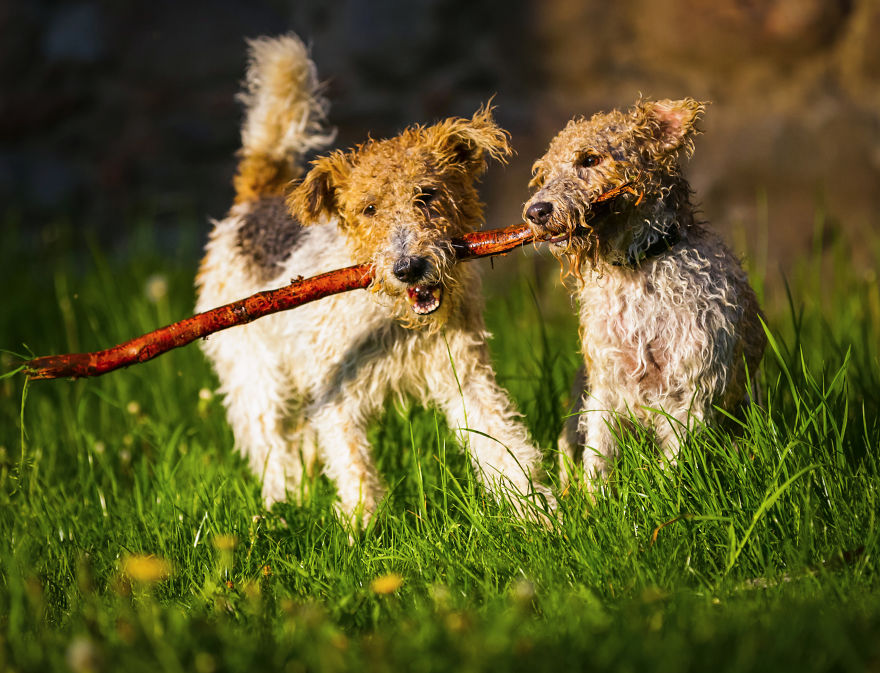 Action Photos With Two Fox Terriers - Diving Dogs