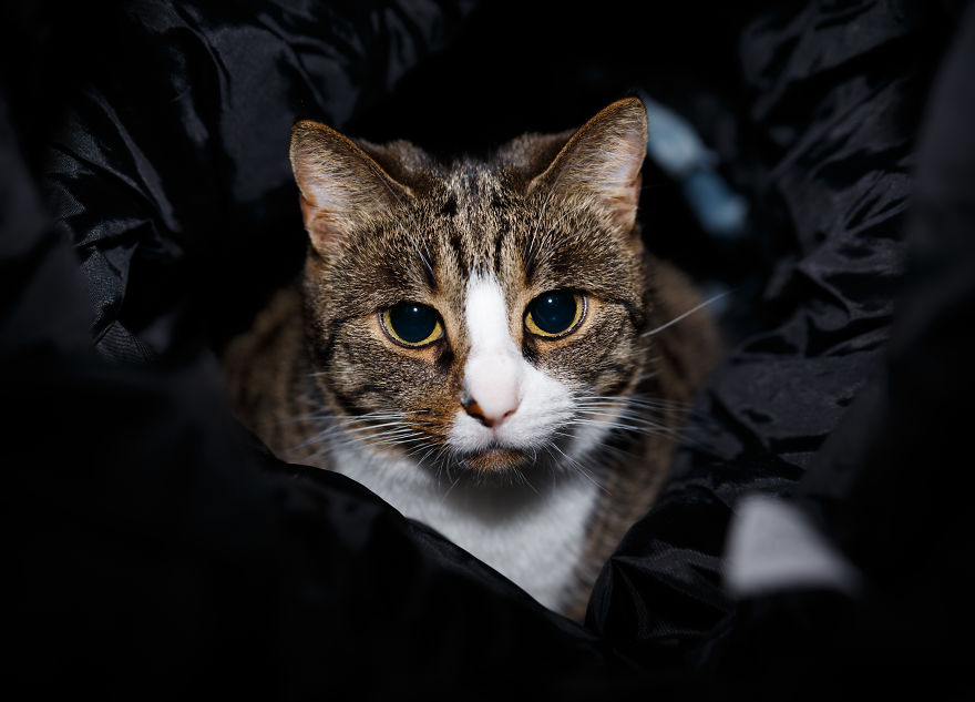 My Favourite Photos With Bobo And Nikita Cats Which I Took In Last Two Years