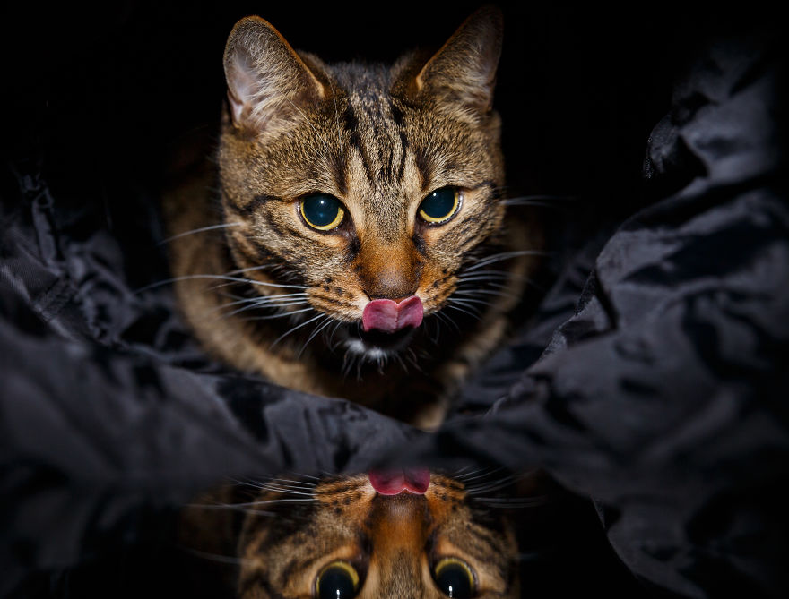 My Favourite Photos With Bobo And Nikita Cats Which I Took In Last Two Years