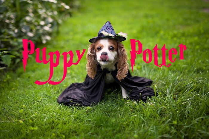 My Dog Thinks She’s Harry Potter