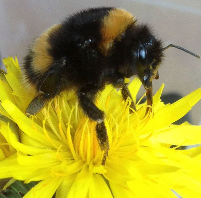 Woman Saves Wingless Bumblebee And Their Friendship Creates Buzz On The Internet Woman Saves Wingless Bumblebee And Their Friendship Creates Buzz On The Internet