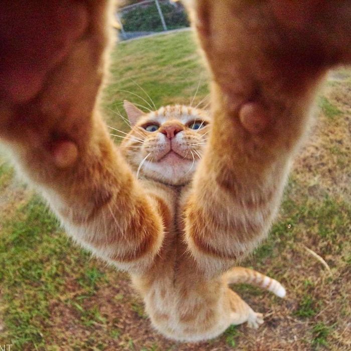 Twitter Users Have Started A New Trend- Take Pictures Of Your Cats Stretched