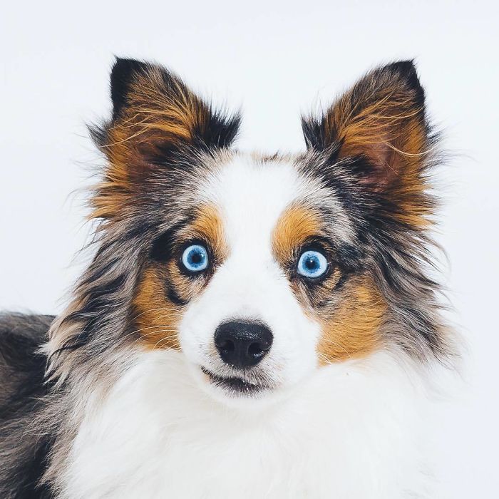 Who Stole The Cookies From The Cookie Jar?