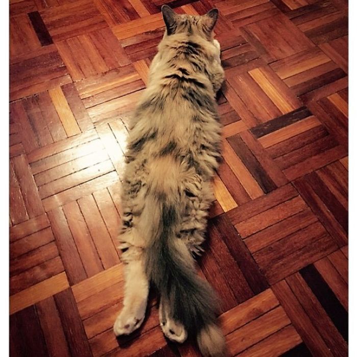 Twitter Users Have Started A New Trend- Take Pictures Of Your Cats Stretched