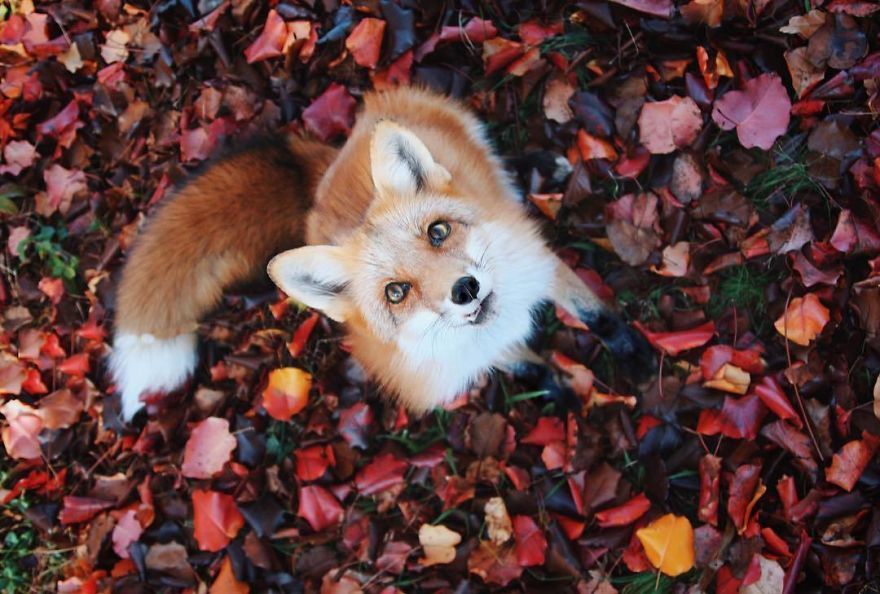 Here's What It's Like To Live With Juniper The World's Happiest Fox
