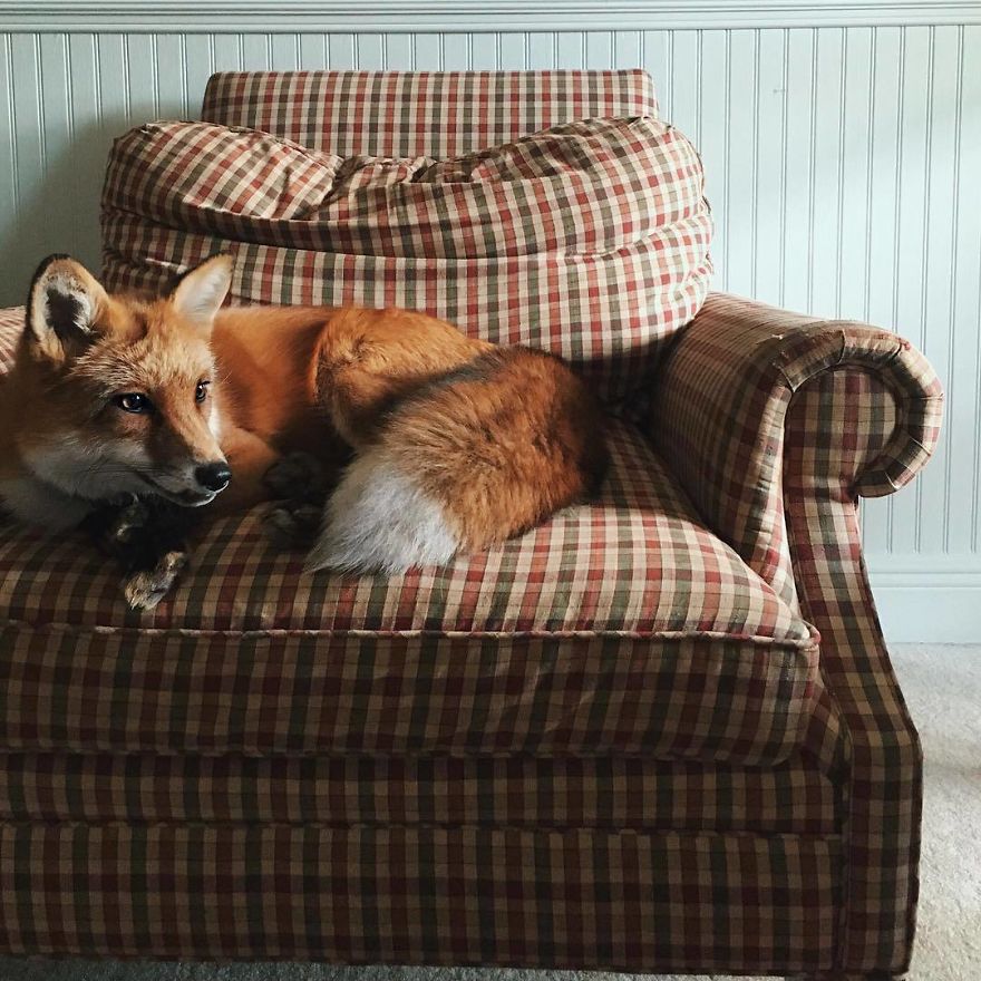 Here's What It's Like To Live With Juniper The World's Happiest Fox